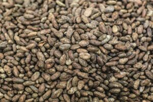 definite_chocolate_raw-cacao-beans_9c9626a6-e384-4039-8cc7-a47fcf6adb16.jpg